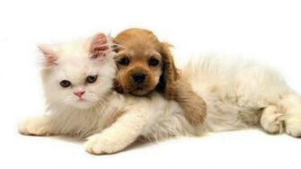 Cat And Dog Wallpaper