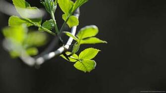 List Of Tree Branches Wallpaper Plants Nature Getintravel