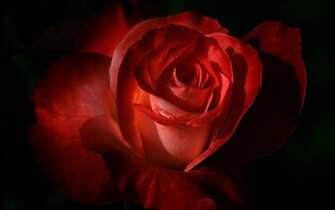 Red Rose Desktop Wallpaper High Definition Quality