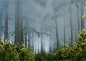 Foggy Forest Background Wallpaper