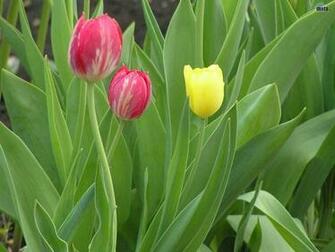 Pink And Yellow Flower Wallpaper