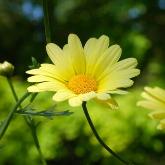 HD Flower Wallpaper Summer Flowers