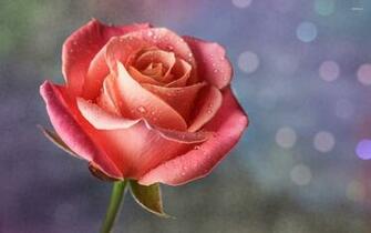 Pink Rose With Water Drops Wallpaper Flower