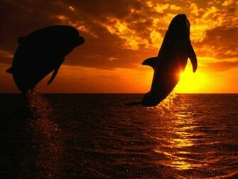 The Orca Wallpaper Desktop Background