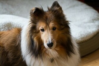 Shetland Sheepdog Life Expectancy Cool HD Wallpaper