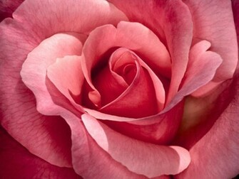 Roses Flowers Wallpaper