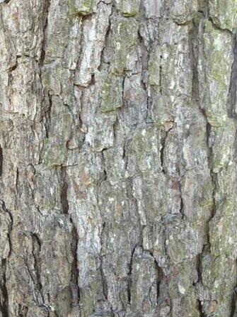 Tree Bark Wallpaper For iPhone Or iPad By Victorvoltfan1