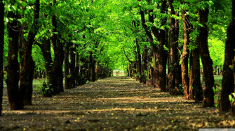 Green Tree Wallpaper