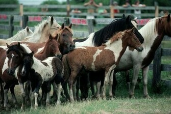 Paint Horses Wallpaper