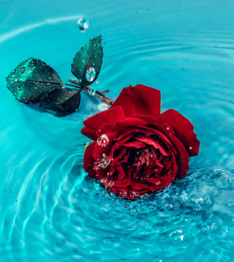 Rose Aesthetic Wallpaper