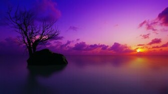 Violet Wallpaper High Definition Quality Widescreen
