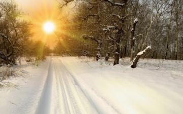 Sunny Winter Forest Wallpaper Stock Photos