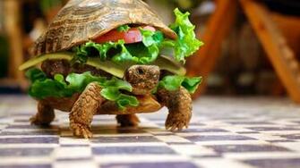 Cute Turtle Wallpaper Sf