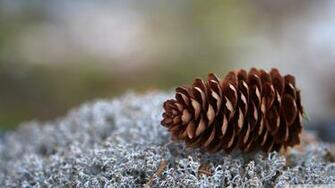 Pine Cone Wallpaper