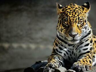 Black Leopard Wallpaper