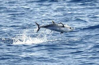 Tuna Fish Wallpaper Gallery