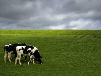 Holsteins Looks Like Rain S Coming Cow Wallpaper