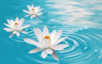 Zen Flowers Water Relax Wallpaper