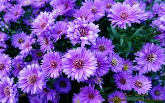 Purple Flowers Widescreen Wallpaper Walljpeg