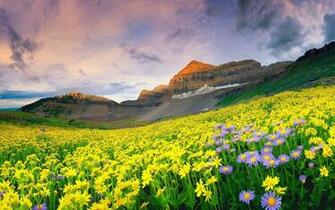 Wildflower Meadow Desktop Wallpaper Nature