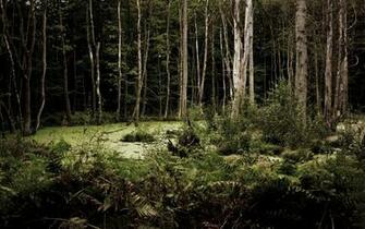 Dark Woods Desktop Pc And Mac Wallpaper