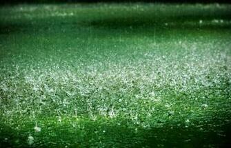 Rainy Grass