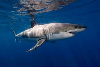 Best Great White Shark Incredible Image And Beautiful HD Wallpaper