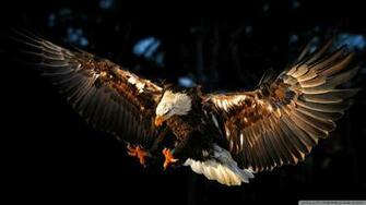 Hawk Wallpaper HD Background