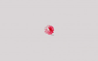 Rose Minimalist Desktop Wallpaper Background
