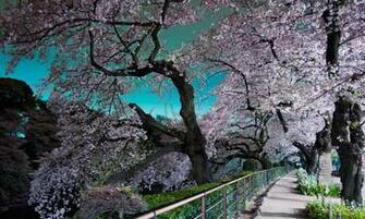 High Definition Wallpaper Photo Tokyo Html