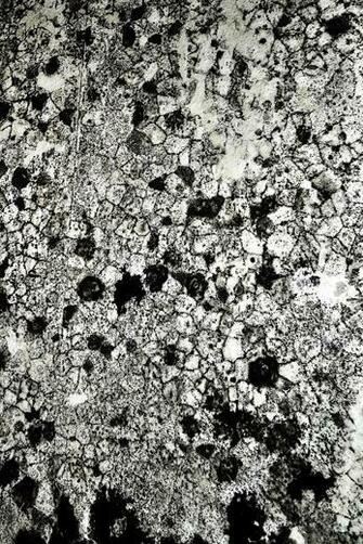 Mold Wallpaper