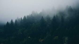 Pacific Northwest Wallpaper For Desktop Forest