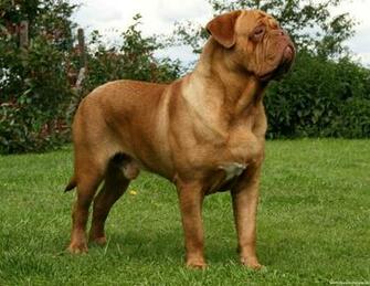 Gallery For Dogue De Bordeaux Wallpaper