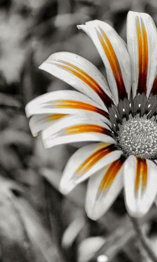 HD Blackberry Z10 Wallpaper