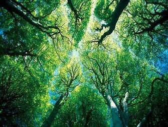 Forests For High Resolution HD WqHD Qwxga 1080p 900p 720p QHD