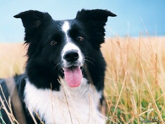 Animal Pictures Wallpaper Back To Index Funny Farm