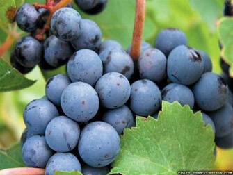 Grapes Fruit Wallpaper Crazy Frankenstein