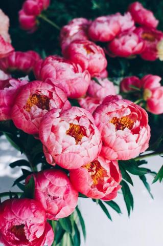 A Suite Treat Just For You Peony Bouquet Device Wallpaper