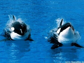 Whale Wallpaper Killer And Blue Whales HD