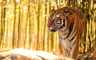 Animal Tiger HD Wallpaper