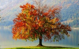 Autumn Tree Wallpaper Season Admin