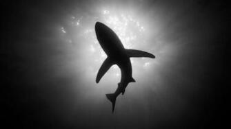 Black N White HD Wallpaper