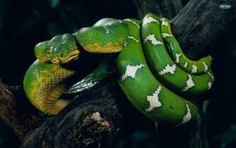 Cool Snake Wallpaper