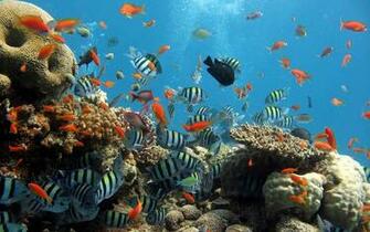 Tag Ocean Life Wallpaper Background Photos Pictures And Image