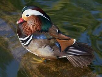 Wood Duck Wallpaper