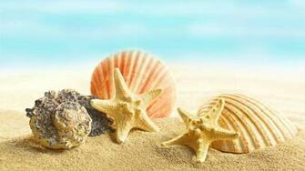 Seashell Wallpaper For Desktop Weneedfun