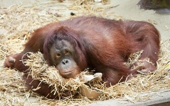 Orangutan Wallpaper