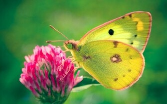 Beautiful HD Butterfly Wallpaper New 1080i