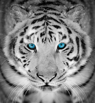 Tiger Portrait In Winter Time With B Photography Siberian
