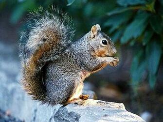 Squirrel Wallpaper Background